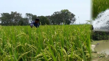 তিন ফসলি জমি হচ্ছে এক ফসলি