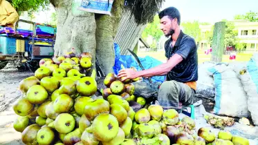 গরমে কদর বেড়েছে মৌসুমি ফল তালশাঁসের