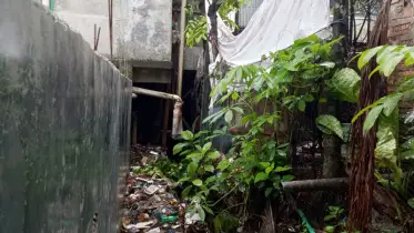 আমতলী পৌরসভার ডোবা-নালা যেন মশার আঁতুড় ঘর