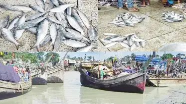 ইলিশের মৌসুমে লোকসানে কলাপাড়ার ট্রলার মালিকরা