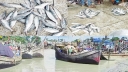 ইলিশের মৌসুমে লোকসানে কলাপাড়ার ট্রলার মালিকরা