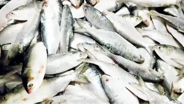 কলাপাড়ায় ইলিশ বিক্রি হচ্ছে সোনার দামে