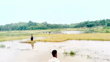 রোহিঙ্গা ক্যাম্পের বর্জ্যে ধ্বংস হচ্ছে কৃষিজমি