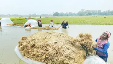 চাটমোহরে আগাম বন্যায় ডুবে গেছে বোরো ক্ষেত