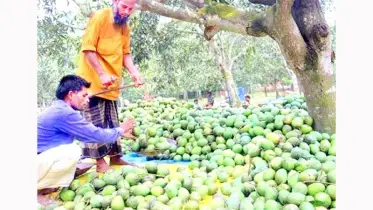 গরমে ক্ষতিগ্রস্ত হাড়িভাঙা আম চাষিরা