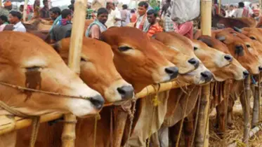 চট্টগ্রামে ১৪ হাজার খামারে প্রস্তুত কোরবানিযোগ্য পশু