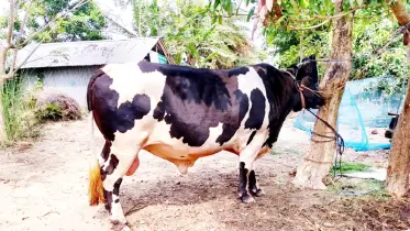 দুর্গাপুরে ১৫ মণের ‘বাহাদুর’