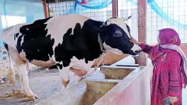 দিনাজপুরে দৃষ্টি কেড়েছে ৩০ মণের ‘প্রিন্স’