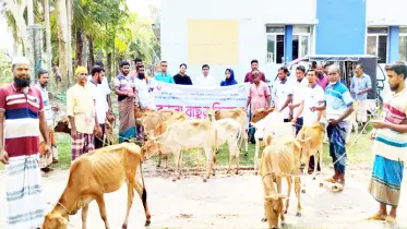 মোরেলগঞ্জে প্রান্তিক জেলেদের মাঝে বকনা বাছুর বিতরণ