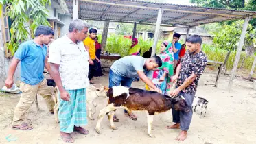ঠাকুরগাঁওয়ে ঈদের আগে গরুর লাম্পি ভাইরাস ক্ষতিগ্রস্ত খামারিরা
