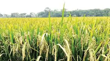 এবার বোরো ফসলের উৎপাদন ভালো হয়েছে