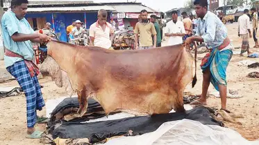 কোরবানির চামড়া পানির দরে কেনার সুযোগ থাকছে না