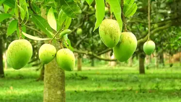রংপুর বিভাগে ২২ হাজার হেক্টর জমিতে আমচাষ