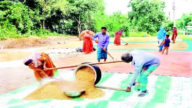 গফরগাঁওয়ে বোরো ধানের বাম্পার ফলনে কৃষকের মুখে হাসি
