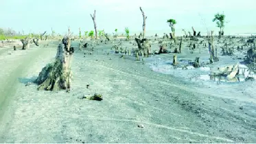 কুয়াকাটা সৈকতে দুই যুগে উধাও সবুজের সমারোহ