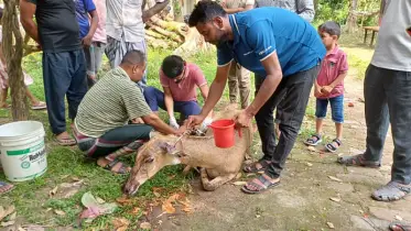 পঞ্চগড় সীমান্ত এলাকায় ভারতীয় নীলগাই উদ্ধার