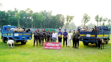 ব্রাহ্মণবাড়িয়ায় ট্রাক-পিকআপসহ আড়াই কোটি টাকার ভারতীয় ছাগল-দুম্বা আটক