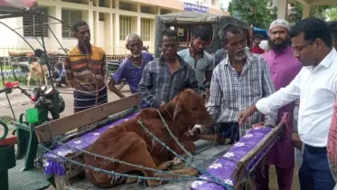 গাইবান্ধায় ছড়িয়ে পড়েছে গবাদিপশুর ’লাম্পি স্কিন’