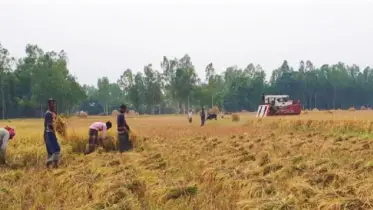শ্রমিক সংকটে ভোগছেন ইসলামপুরে কৃষক