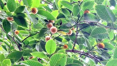 প্রচন্ড তাপদাহে পথে প্রান্তরে মুগ্ধতা ছড়াচ্ছে কদম ফুল জানান দিচ্ছে আমি আসছি আগুন নেভাতে