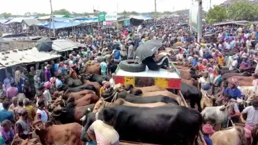 রাজশাহী বিভাগে কোরবানির পশুর জন্য প্রস্তুত তিনশতাধিক হাট