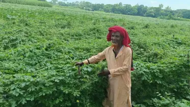 চরাঞ্চলে করলার বাম্পার ফলন, কৃষকের মুখে হাসি