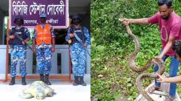 বাগেরহাটে অজগর ও আহত কচ্ছপ উদ্ধার, বনে অবমুক্ত