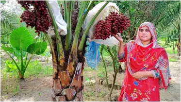 কেশবপুরে প্রথম সৌদি খেজুর উৎপাদনে নারী উদ্যোক্তার সফলতা