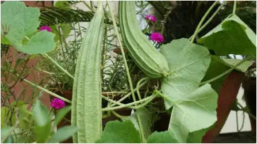 ঝিঙা খেলে কি কি উপকার হয়?