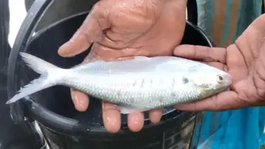 কলাপাড়ায় ইউএনওর পুকুরে ধরা পড়ল জীবন্ত ইলিশ