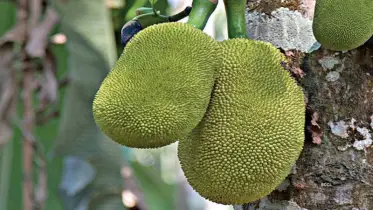অবিশ্বাস্য স্বাস্থ্যগুণে ভরপুর কাঁচা কাঁঠাল – আপনি জানেন?