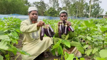 ললিতা বেগুনের সঙ্গে মুখীকচু চাষে কৃষক লাভবান 