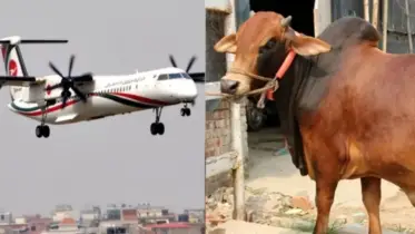 বিমানে করে ঢাকায় আসলেন সৈয়দপুরের কসাই বাহিনী