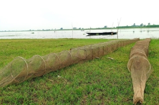 প্রতিটা খুঁটি একেকটা ফাঁদ: যমুনায় চায়না দোয়ারি জালে নির্বিচারে মাছ নিধন