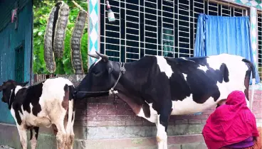 রেইনট্রির বীজফল খাওয়ান, দুধ পাবেন বেশি