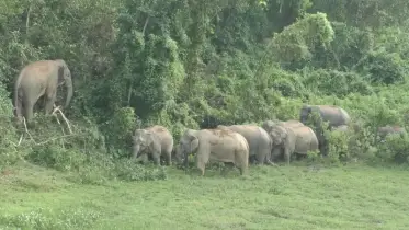 ঝিনাইগাতীতে বন্যহাতির পায়ে পিষ্ট হয়ে এক দিনমজুরের মৃত্যু!