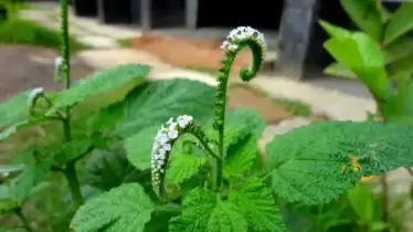 হাতিসুর গাছ: উপকারী হলেও সচেতনতার প্রয়োজন