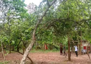মধুপুর বন থেকে হারিয়ে গেছে বুনো বরই ‘আনাই’