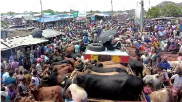 কুরবানির ঈদ বাজারের বাস্তবতা