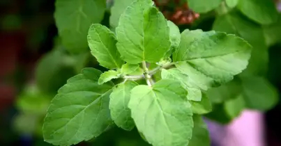তুলসীপাতা: প্রকৃতির সবুজ চিকিৎসক