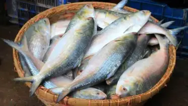 ৪০ বছর ধরে টাটকা ইলিশের টানে ছুটে আসেন ক্রেতারা