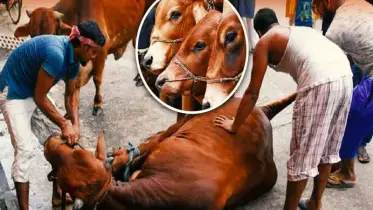 ১০টি ভুল, কোরবানি বাতিল!