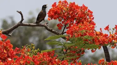কৃষ্ণচূড়ার রক্তিম রূপে রাঙামাটির বাঘাইছড়ি
