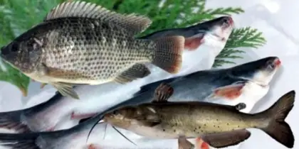 বাজার থেকে ভুলেও কিনবেন না এইসব মাছ, খেলে হতে পারে মৃত্যুও