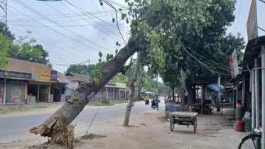 কুড়িগ্রামে ঝড়ে ভেঙে পড়া গাছ বিদ্যুতের তারে: নেওয়া হয়নি ব্যবস্থা