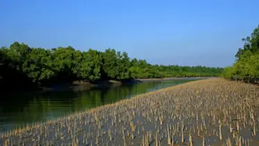 সুন্দরবনের ১০ কিমি জুড়ে নতুন শিল্পপ্রতিষ্ঠান স্থাপনে নিষেধাজ্ঞা