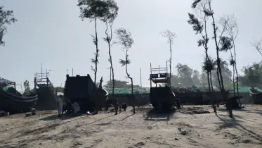 কুতুবদিয়ায় ঝাউবন নিধন - মাদার ট্রি এনে তৈরি হচ্ছে নৌকা