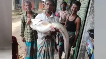 মিরসরাইয়ে বড়শিতে ধরা পড়ল ১২ কেজি ওজনের বোয়াল