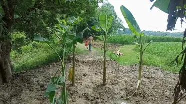জমিজমা সংক্রান্ত বিরোধের জেরে রাস্তা কেটে কলাগাছ রোপণ করলো প্রতিপক্ষ