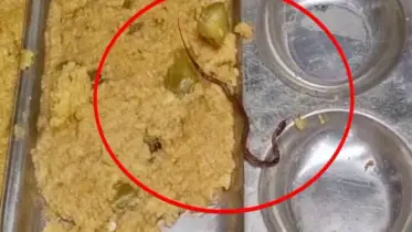 স্কুলের খাবারে মিলল মরা সাপ, অসুস্থ শতাধিক শিশু